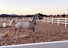 Arabian - Horse for Sale in Lake Havasu City, AZ 86403 Arabian - Horse for Sale in Lake Havasu City, AZ 86403