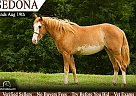 Paint - Horse for Sale in Sonora, KY 42776