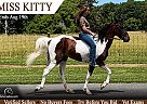 Tennessee Walking - Horse for Sale in Columbia, KY 42728