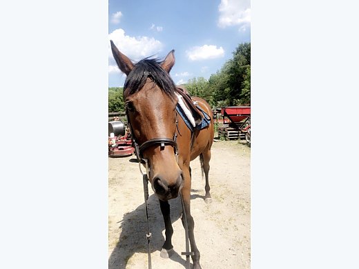 10 Year old OTTB