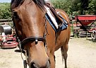 Thoroughbred - Horse for Sale in Goldvein, VA 22720