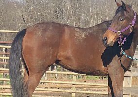 Thoroughbred (Thoroughbred, Mare) in Goldvein, VA