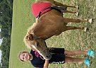 Buttercup - Mare in Mohawk, TN Buttercup - Mare in Mohawk, TN