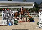 TB Gelding - Gelding in Delta, BC TB Gelding - Gelding in Delta, BC