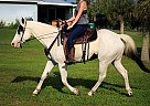 7 yr old APHA Gelding Apollo