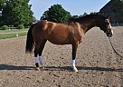 Anusara (Ulala) Holsteiner Mare