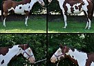 Beautiful Paint Mare! Does it al... Paint Mare