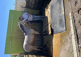 Friesian (Friesian, Stallion) in Des Moines, IA