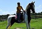 Classy Pinto Saddlebred Mare! Twin Oaks Belle