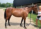 Crossbred Pony - Horse for Sale in Eden Valley, ON L0L 2K0 Crossbred Pony - Horse for Sale in Eden Valley, ON L0L 2K0
