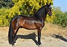 Andalusian - Horse for Sale in Los Angeles, CA 91342 Andalusian - Horse for Sale in Los Angeles, CA 91342