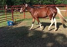Paint - Horse for Sale in Norman, OK 73026