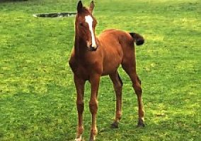 Warmblood (Warmblood, Stallion)