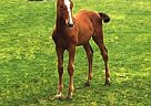 Holsteiner - Horse for Sale in Bredstedt, 25821 Holsteiner - Horse for Sale in Bredstedt, 25821