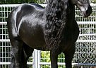 Friesian - Horse for Sale in Lihue, HI 96766