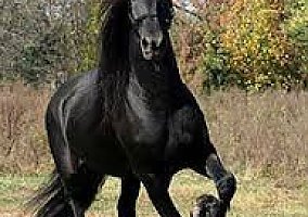 Friesian (Friesian, Stallion) in Lihue, HI