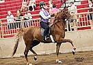 Saddlebred Mare for Sale in Mount Juliet, Tennessee Saddlebred Mare for Sale in Mount Juliet, Tennessee