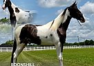 Spotted Saddle - Horse for Sale in , TN 37091