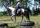 Tennessee Walking - Horse for Sale in Morton, MN 56716 Tennessee Walking - Horse for Sale in Morton, MN 56716
