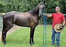Tennessee Walking - Horse for Sale in Williston, FL 32696