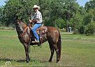 Tennessee Walking - Horse for Sale in Fort Collins, MO 80524 Tennessee Walking - Horse for Sale in Fort Collins, MO 80524