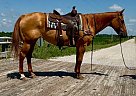Quarter Horse - Horse for Sale in Walkerton, IN 46574