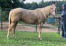 Quarter Horse - Horse for Sale in Fair Grove, MO 65648-85