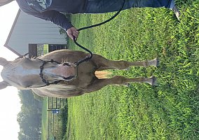 Quarter Horse (Quarter Horse, Gelding) in Fair Grove, MO
