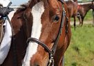 Quarter Horse Mare for Sale in Hamilton, Ontario Quarter Horse Mare for Sale in Hamilton, Ontario