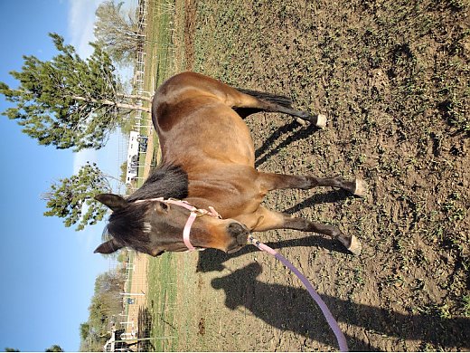 Sweet Project Pony