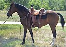 Tennessee Walking - Horse for Sale in Fort Collins, CO 80524 Tennessee Walking - Horse for Sale in Fort Collins, CO 80524