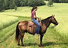 Quarter Pony - Horse for Sale in Thomasville, MO 65775