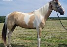 Tennessee Walking - Horse for Sale in Fair Grove, MO 65648 Tennessee Walking - Horse for Sale in Fair Grove, MO 65648