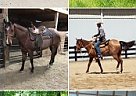 - Gelding in Sunbury, OH - Gelding in Sunbury, OH