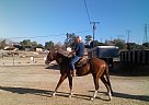 5 yr old APHA / PTHA Gelding Paint Gelding