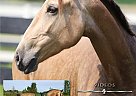 Lusitano - Horse for Sale in Chicago, IL 60510