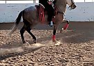Andalusian - Horse for Sale in Palmdale, CA 93551