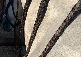 Andalusian (Andalusian / PRE, Stallion) in Palmdale, CA