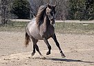 Talladega - Stallion in Flamborough, ON