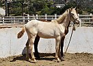 Andalusian - Horse for Sale in San Diego, CA 92021 Andalusian - Horse for Sale in San Diego, CA 92021