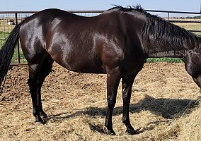 Quarter Horse (Quarter Horse, Mare) in Lubbock, TX