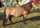 Miniature - Horse for Sale in Deer Park, WA 99006