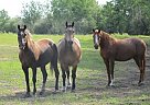 Bashkir Curly - Horse for Sale in Rose Prairie, BC V0C 2H0