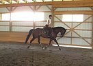 Appendix - Horse for Sale in Schoharie, NY 12157 Appendix - Horse for Sale in Schoharie, NY 12157