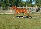 Goodnight Moon - Gelding in Brinston, ON Goodnight Moon - Gelding in Brinston, ON
