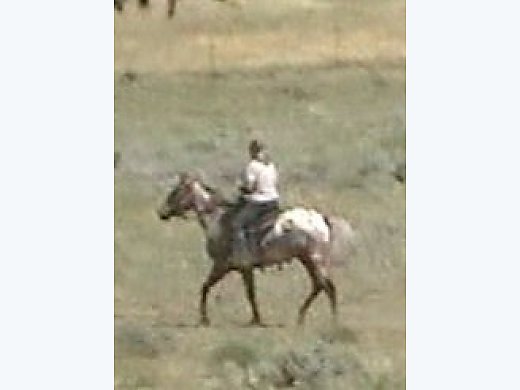 Gentle Trail Horse Gelding