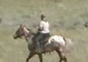 Appaloosa (Appaloosa, Stallion) in Shawmut, MT