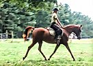 Other - Gelding in Advance, NC Other - Gelding in Advance, NC