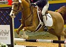 Arabian - Horse for Sale in Guelph, OR N1H Arabian - Horse for Sale in Guelph, OR N1H