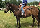 Babe - Mare in Pine River, MN Babe - Mare in Pine River, MN